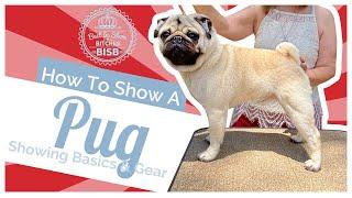 How to Show a Pug at a Dog Show