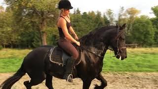 Horseback riding in Sweden 6 year old Igor Friesian Horse