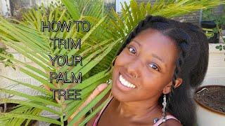 How To Trim Majesty Palm (Ravenea Rivularis)