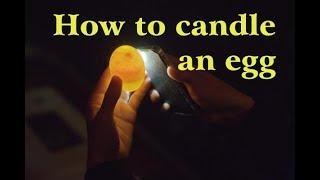 How to Candle Chicken Eggs - Check if an egg is Fertile or Infertile