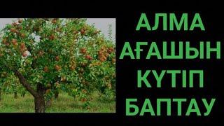 Жеміс ағаштарын күтіп баптау жеміс ағашын отырғызу жеміс ағашын кесу жеміс ағаштарын шырпу жемістер