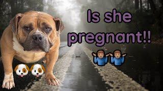 Is my American pocket bully pregnant???!!