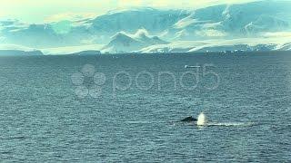 Whale Spouts With Antarctic Landscape. Stock Footage