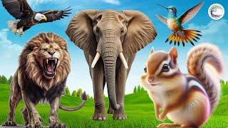 The Most Beautiful Animals Of Asia: Eagle, Lion, Elephant, Squirrel, Bird