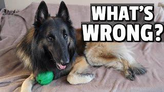 Life with a Sick Dog | What's Wrong with Rancho?
