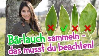 Bärlauch sammeln - das muss man beachten  Verwechslungsgefahren #bärlauch #wildkräuter #frühling