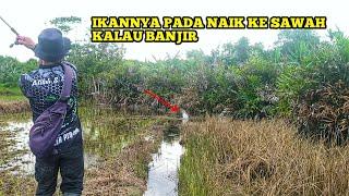 IKANNYA PADA NAIK KE SAWAH KALAU BANJIR GINI || MANCING CASTING DI SAWAH