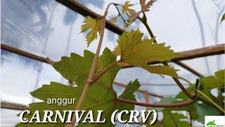 Anggur Carnival (CRV) - anggur genjah dan cantik - sumatera barat - grape growers