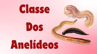 Classes dos anelídeos