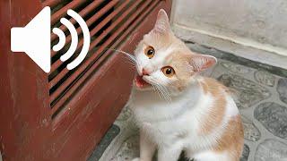 FEMALE CAT IN HEAT MEOWING MATE CALLING  - PRANK YOUR PETS
