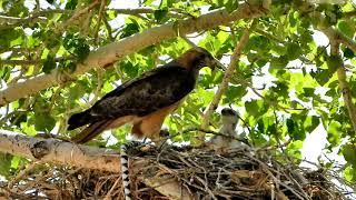 Butterbredt Spring Wildlife Sanctuary, California - Red-tailed Hawk feeding snake to eyases