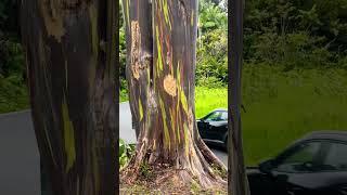 Rainbow Eucalyptus Trees in Hawai'i  #maui #tree #eucalyptus #roadtohana #hanahighway