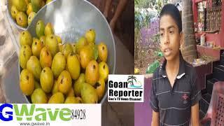 Goan Reporter News: Goa's Local Mango Business of (Mankurad AMBO) down due to covid-19 and Lockdown.