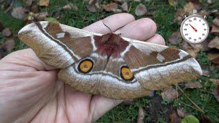 Cabbage Tree Emperor Moth: Bunaea alcinoe -  One-Minute Life Cycle