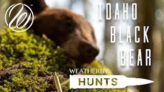 Weatherby Hunts: Spring Black Bears in Idaho