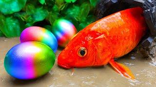 Stop Motion Magnet Cooking ASMR - Rainbow Fish Magnetic Balls Satisfying Seafood Mukbang Animation