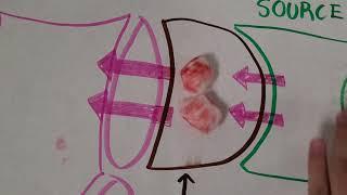 Pressure Flow Model - Topic 9: Plant Biology - IB Biology HL