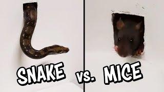 Ozzy Man Reviews: Snake vs Mice