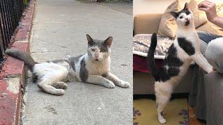 Street Cat Rescue: Winston