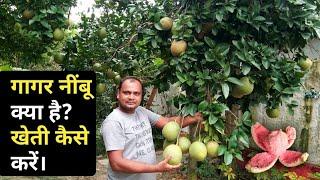 गागर नींबू की खेती कैसे करें | Gagar nimbu ki kheti | chakotra ki kheti kaise karen | pomelo farming