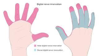 Digital Nerve Block Techniques