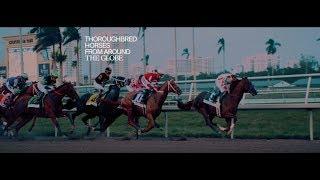 Pegasus World Cup 2020 Trailer