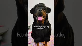 #shorts #shortvideo #rottweiler #music #phonk #beats #dog #rotter #funny #dogowner #pets #trending