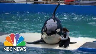 Lolita the orca to return to home waters after 50 years in captivity