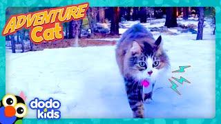Scared Kitten Now Loves...Swimming?! | Dodo Kids | Adventure Animals