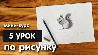 Рисунок простым карандашом для начинающих | Урок 5 | Белка