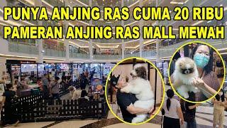 Punya Anjing Ras Cuma Bayar 20 Ribu !!! - Pameran Anjing Di Mall Mewah