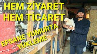 24 BÖLMELİ İBONUN TAVUK ÇİFTLİĞİ ZİYARETİMİZ. RENGARENK YUMURTALAR. #tavuk #kümes #yumurta #kuluçka