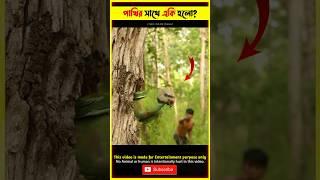 টিয়া পাখিটির সাথে একি হলো  Beutiful parrot tiktok video bird video animals video #shorts #parrot