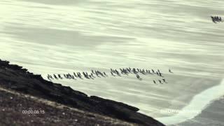 Gentoo Penguin colony SF1895