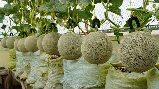 Recycling bag to grow huge Melon, get fruits eat fatigue mouth