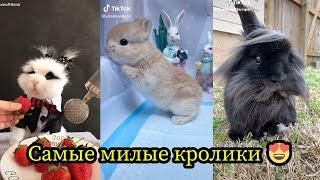 Кролики - смешные и милые зайчики. Видео Подборка #1