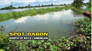 Mancing Di Sungai Lamongan Memang Mant4p