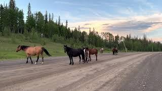 Wild Horses in the Foothills of Alberta, Canada