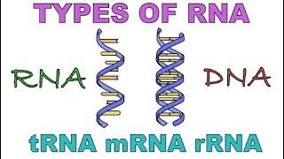 What is RNA? Types - mRNA vs tRNA vs rRNA || RNA vs DNA