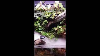 Thursday Afternoon With the Ultum Nature Systems Foresta 35E Paludarium!