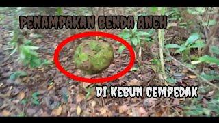 Benda Aneh di Kebun Cempedak@kosmasnada