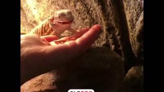 Slow motion video - bearded dragon eating meal worms