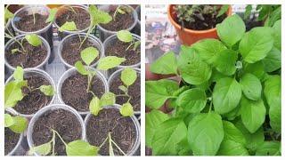 How is repotting/transplant Bangladeshi aubergine/eggplant  /বেগুনের চারা Shoker Bagan UK 2024