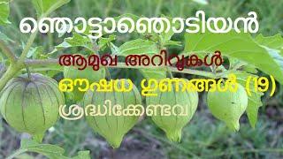 ഞൊട്ടാഞൊടിയന്‍ | golden berry | ഞൊടിഞെട്ട | ഞൊട്ടങ്ങ | മുട്ടാംബ്ലിങ്ങ | ഞട്ടങ്ങ | ഞൊടിയൻ | നൊട്ടങ്ങ