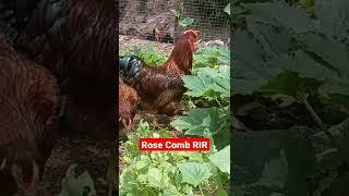 Rose Comb Rhode Island Red! A rare and Beautiful Breed! Eggs and Chicks available at FJ Farms!