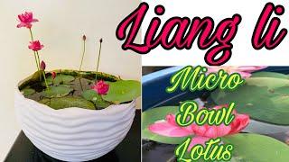 Liang li micro bowl lotus Malayalam/small lotus/how can grow lotus in small pot/lotus tuber sale