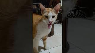 Kucing Suka Bio Creamy Alfamart