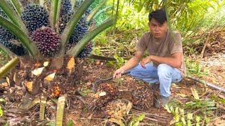 Inilah Hasil Panen Sawit Perdana Dikebun Yang Baru Saya Beli