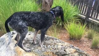 5 Month Blue Tick Coonhound "LEROY" | Obedience Training Video | Space Coast Dog Trainers