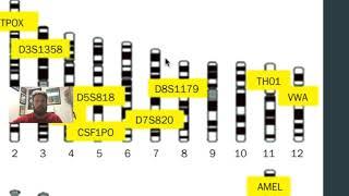 STR DNA Profiles